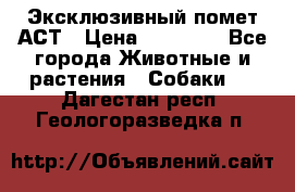 Эксклюзивный помет АСТ › Цена ­ 30 000 - Все города Животные и растения » Собаки   . Дагестан респ.,Геологоразведка п.